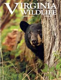 Virginia Wildlife
